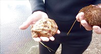 1124 20.08 Морские трофеи